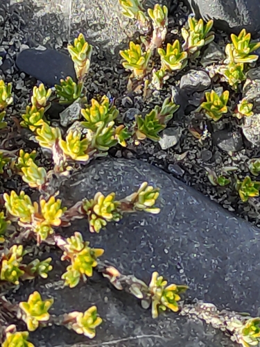Image of Raoulia haastii by (c) Jenny Saito, some rights reserved (CC BY)