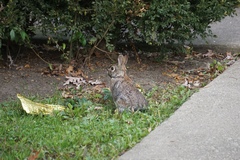 Sylvilagus floridanus