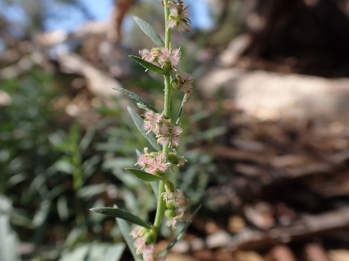 Haloragis glauca (Haloragis glauca)