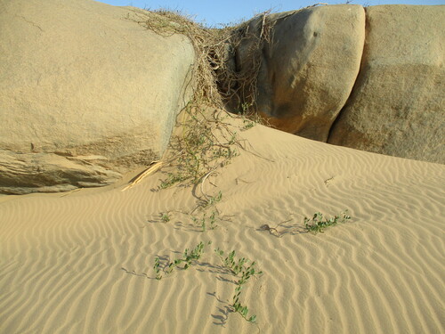 Image of Herero Caperbush (Capparis hereroensis) by no rights reserved