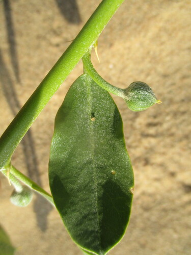 Image of Herero Caperbush (Capparis hereroensis) by no rights reserved