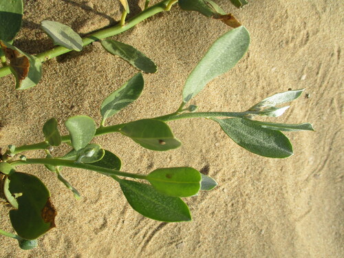 Image of Capparis hereroensis by no rights reserved