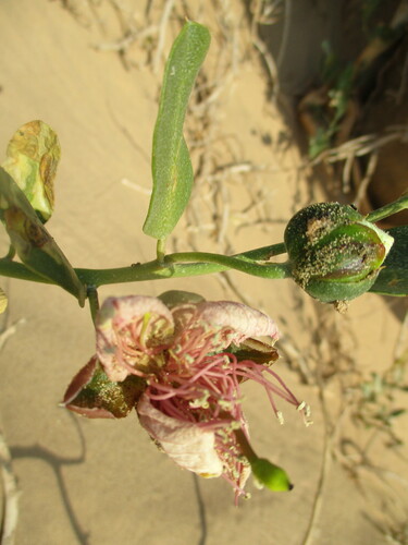 Herero Caperbush (Capparis hereroensis)