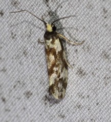 Lactura cristata
