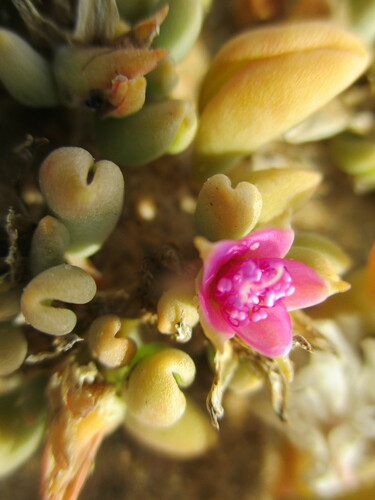 Image of Sesuvium sesuvioides by no rights reserved