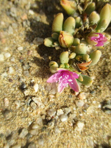 Image of Sesuvium sesuvioides by no rights reserved