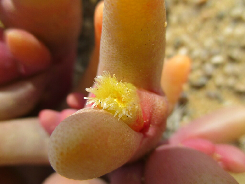 Mesembryanthemum cryptanthum