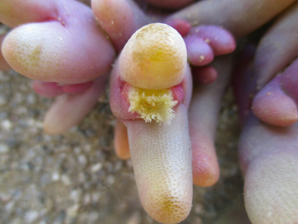 Mesembryanthemum cryptanthum 2