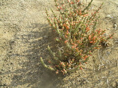 Brownanthus kuntzei image