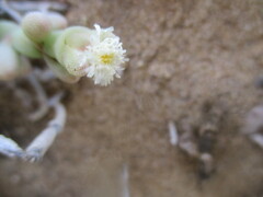 Brownanthus kuntzei image