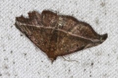 Corgatha ancistrodes
