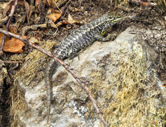 Stenocercus guentheri