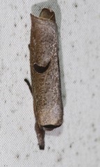 Pilostibes stigmatias