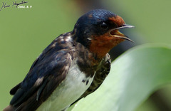 Hirundo rustica gutturalis