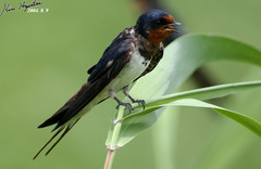 Hirundo rustica gutturalis