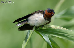 Hirundo rustica gutturalis