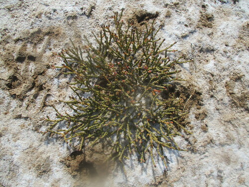 Mesembryanthemum kuntzei (Mesembryanthemum kuntzei)