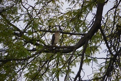 Accipiter cooperii