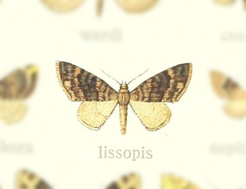Eupithecia lissopis