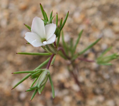 Linanthus bigelovii
