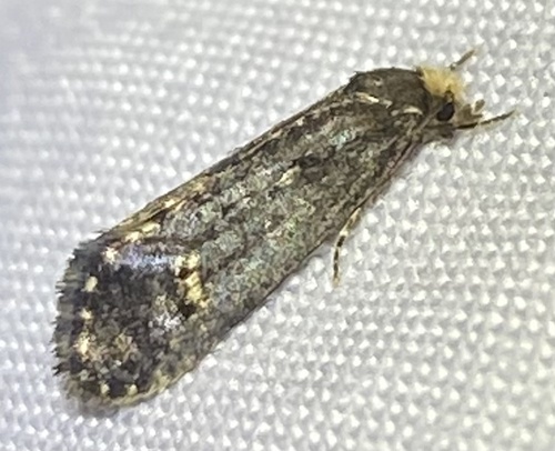 Pelecystola nearctica