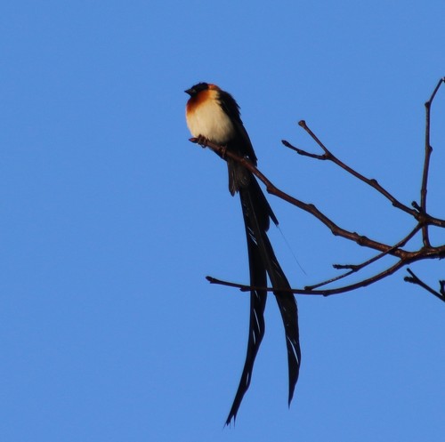 Veuve de Chapin (Vidua obtusa)