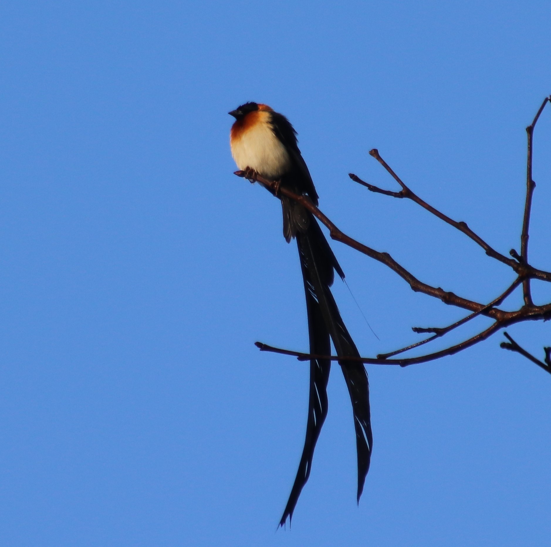 Broad-tailed Paradise Whydah (Vidua obtusa), photo 4