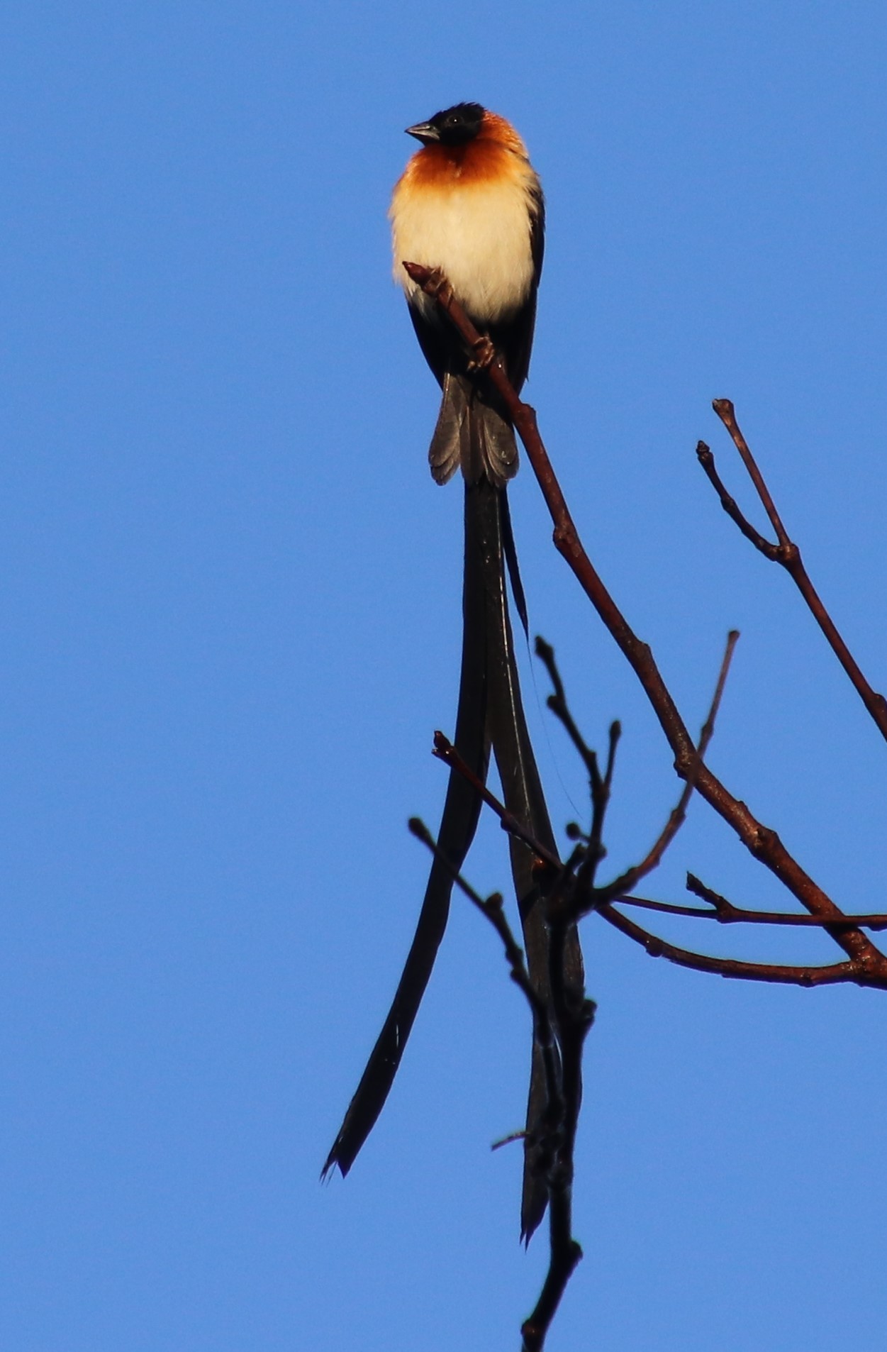 Broad-tailed Paradise Whydah (Vidua obtusa), photo 5
