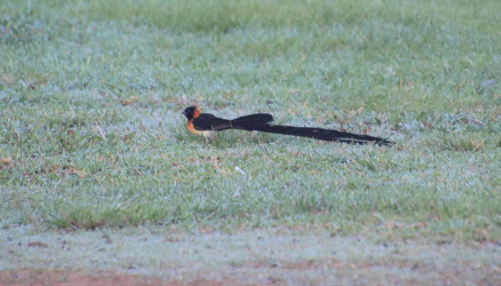 Broad-tailed Paradise Whydah (Vidua obtusa), photo 6