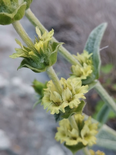 Image of Sideritis italica by (c) Ljaž, some rights reserved (CC BY)