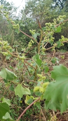 Xanthium strumarium image