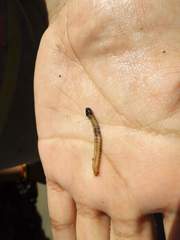 Phragmatopoma virgini