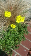 Oxalis pes-caprae
