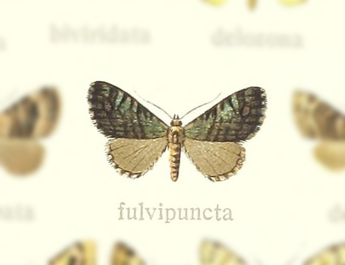 Micromia fulvipuncta