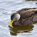 American Black Duck - Photo (c) Dean Hester, some rights reserved (CC BY-NC-ND), uploaded by Dean Hester