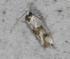 Antipterna trilicella
