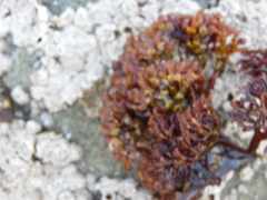 Trematocarpus dichotomus