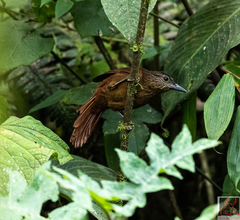 Thripadectes virgaticeps