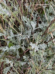 Artemisia crithmifolia