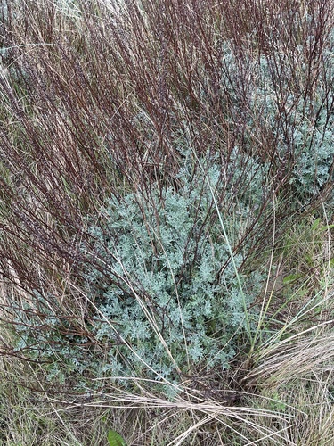 Artemisia crithmifolia, photograph 1