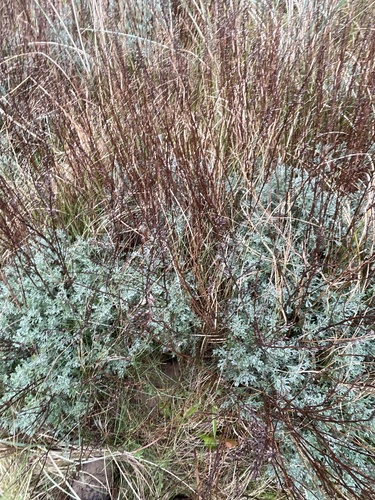 Artemisia crithmifolia, photograph 2