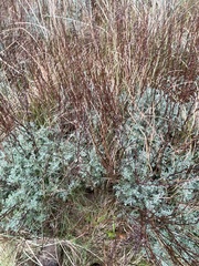 Artemisia crithmifolia, photograph Steven Cross, CC0, iNaturalist via GBIF