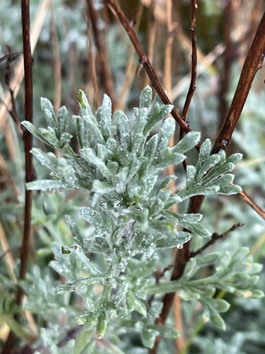 Artemisia crithmifolia, photograph 3