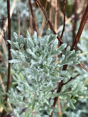 Artemisia crithmifolia, photograph Steven Cross, CC0, iNaturalist via GBIF