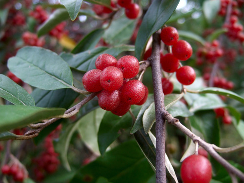 Autumn Olive (Invasive Exotic Plants of North Carolina) · iNaturalist