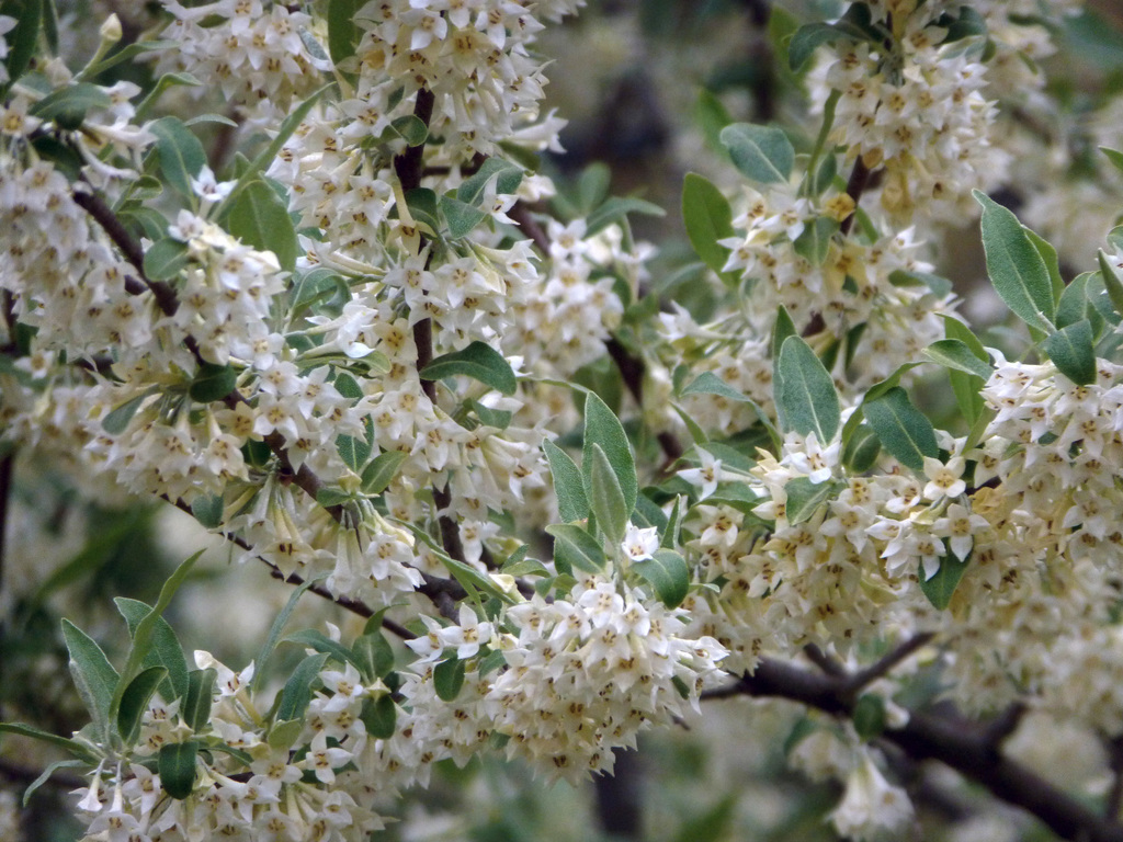 Autumn Olive - Invasive Species & How to Control It