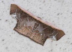 Tessarotis rubrata