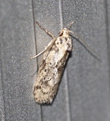 Philobota baryptera