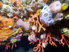 Red coral