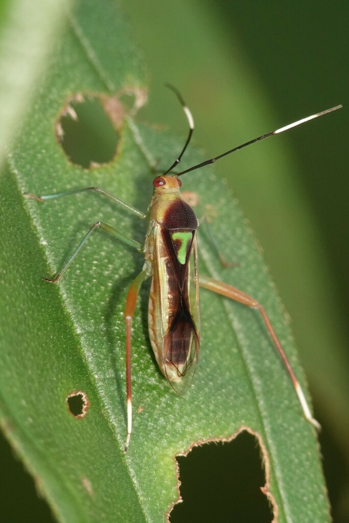 Green T Bug